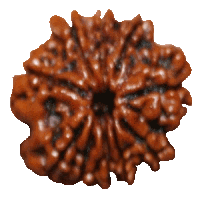 10 mukhi Rudraksha